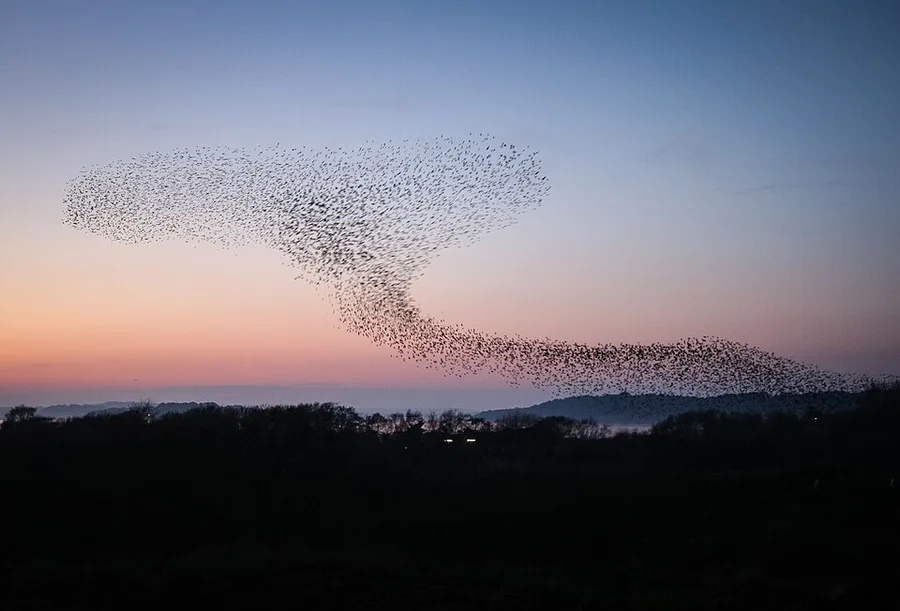 emergence