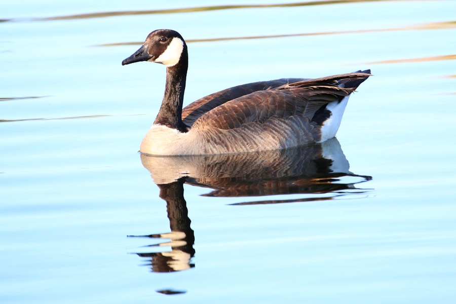 geese